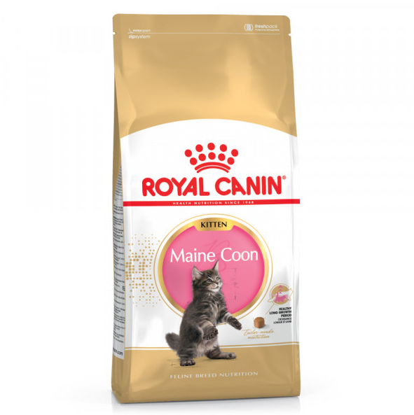 Royal Canin Maine Coon Gato - Kitten
