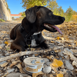 Yogupet - Iogurte Funcional Digespet Para Cão