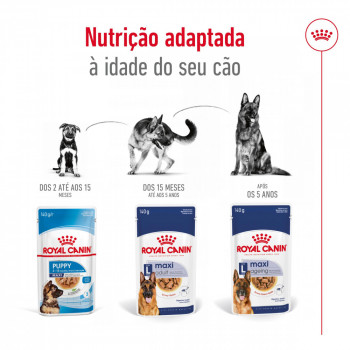 Royal Canin Maxi Cão Adulto - Em Molho