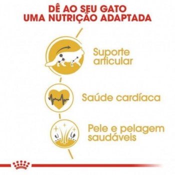 Ração Para Gato Royal Canin Maine Coon